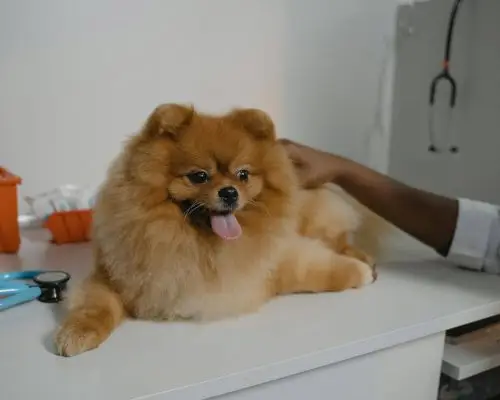 Quando o pet precisa mesmo de um especialista? clínica veterinária 24h