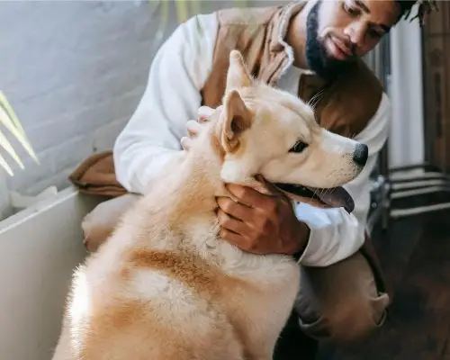 Dicas para prevenir acidentes domésticos com pets, clínica veterinária 24h