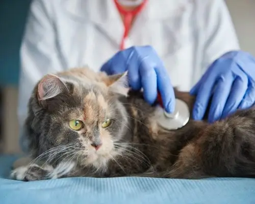 FeLV em Gatos: O Que É e Como Cuidar, clínica veterinária 24h
