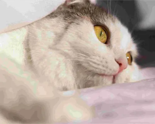 FeLV Felina: Tudo Que Você Precisa Saber, clínica veterinária 24h