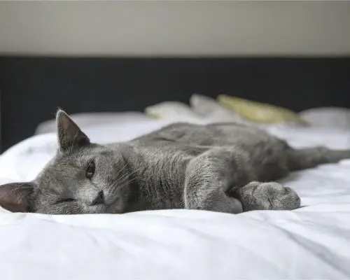 FelV em gatos: Entenda tudo sobre, clínica veterinária 24h