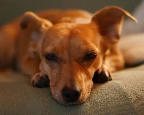 Meu cachorro está com sangue nas fezes: é grave?