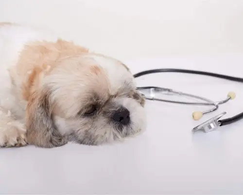 Como saber se o fígado do pet está funcionando bem? clínica veterinária 24h