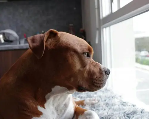 Como saber se meu cachorro está com problema no fígado? clínica veterinária 24h