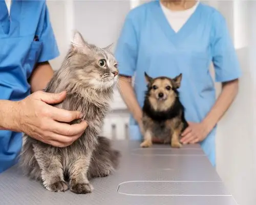 Quando o pet precisa de fisioterapia? clínica veterinária 24h