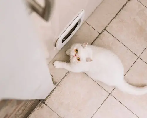 Gato urinando fora da caixa: pode ser problema renal? clínica veterinária 24h