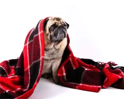 Meu cachorro está tremendo, é frio ou algo mais sério? clínica veterinária 24h