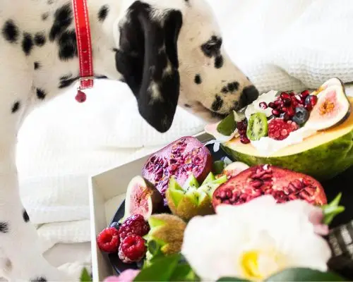 Quais frutas o cachorro pode comer sem risco? clínica veterinária 24h