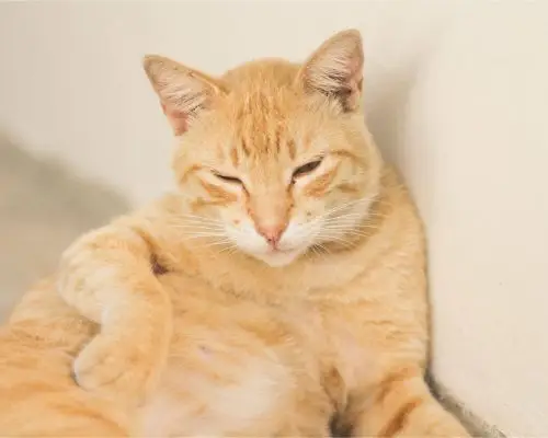 Gata Grávida: Quanto Tempo Dura e Cuidados Essenciais, clínica veterinária 24h