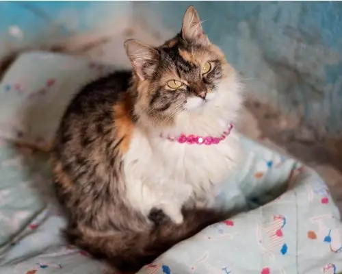 Gata grávida: Quanto tempo dura? clínica veterinária 24h