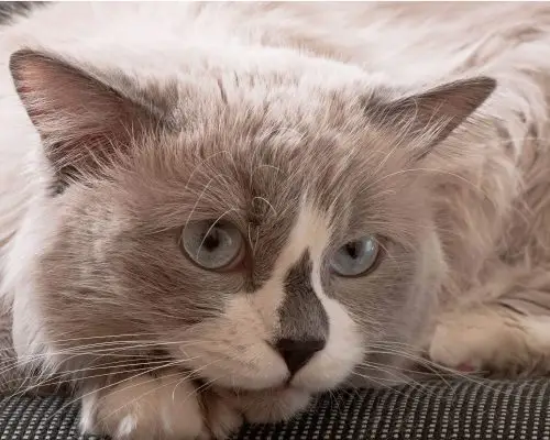 Gato com fezes mole: quando é sinal de doença?clínica veterinária 24h