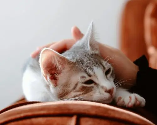 Gato com tremores: é normal ou sinal de doença? clínica veterinária 24h