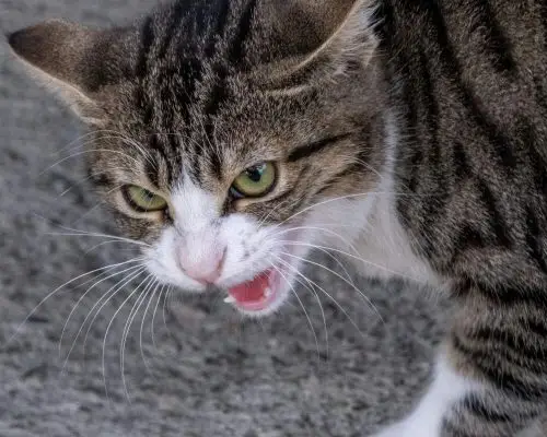 Por que meu gato está agressivo de repente? clínica veterinária 24h