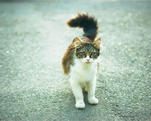 Gato que anda torto: pode ser problema neurológico? clínica veterinária 24h