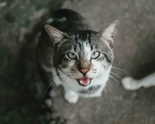 Por que meu gato está babando? clínica veterinária 24h