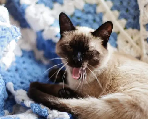 Gato boceja muito: o que pode ser, clínica veterinária 24h