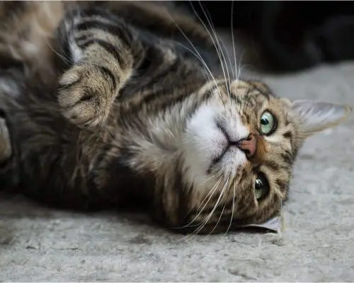 Meu gato está caindo de um lado: pode ser AVC? clínica veterinária 24h