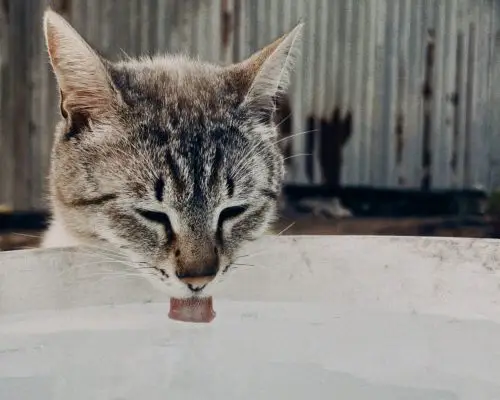 Meu gato está com sede excessiva: pode ser diabetes? clínica veterinária 24h