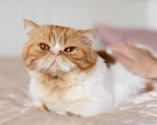 Gato com diarreia: é normal ou preciso me preocupar? clínica veterinária 24h