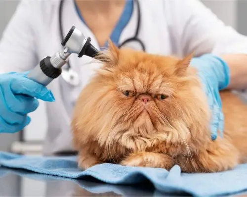 Como saber se meu gato está com dor de ouvido? clínica veterinária 24h