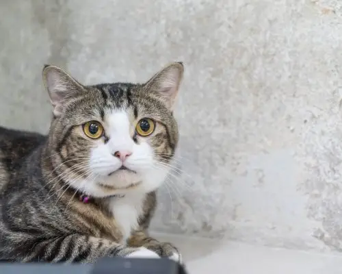 Como saber se meu gato está com dor? clínica veterinária 24h