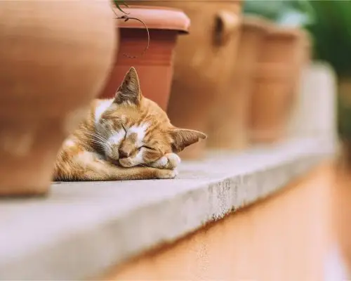 Meu gato dorme muito: o que pode ser? clínica veterinária 24h