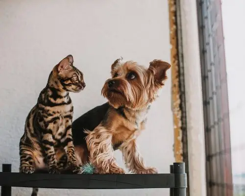 Gato e cachorro podem viver juntos em harmonia? clínica veterinária 24h