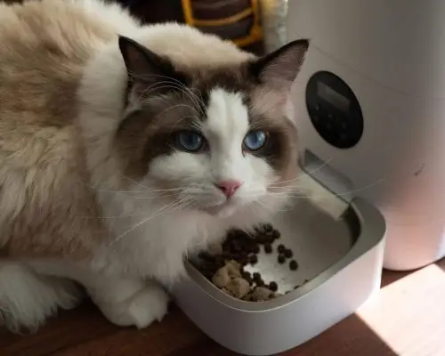 Gato com dificuldade para engolir: o que pode causar? clínica veterinária 24h