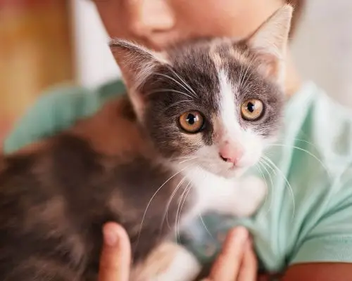 Febre em gato: como saber se ele está com febre? clínica veterinária 24h