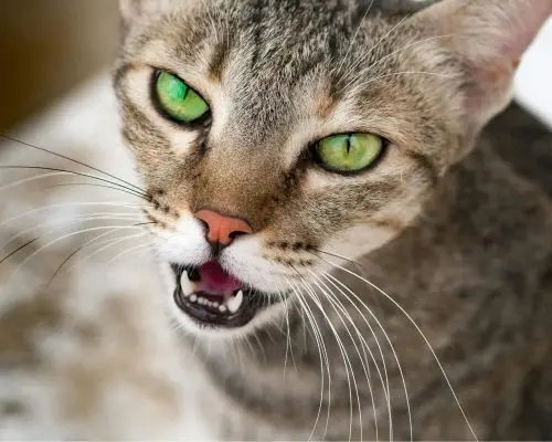 Gato com ferida na boca: pode ser estomatite? clínica veterinária 24h