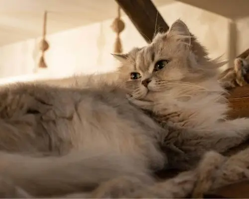 Gato idoso: principais cuidados com a saúde, clínica veterinária 24h