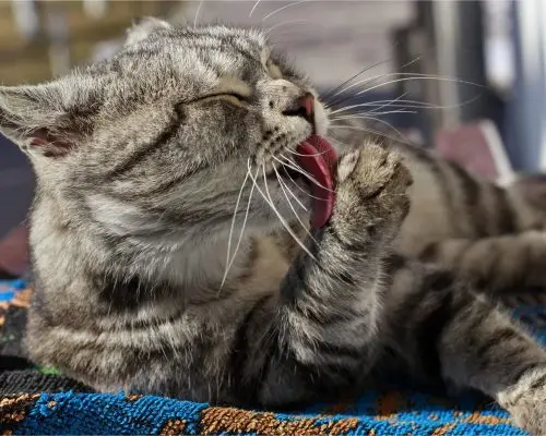 Por que o gato lambe tanto as patas? clínica veterinária 24h