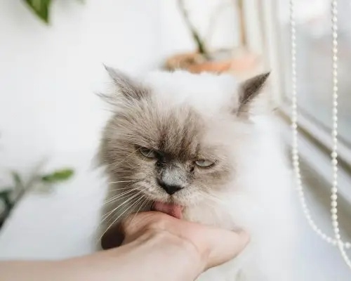 Por que os gatos lambem os tutores? clínica veterinária 24h