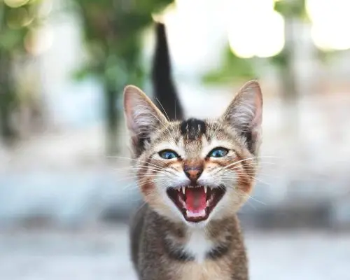 Gato com mau hálito: pode ser doença nos dentes? clínica veterinária 24h