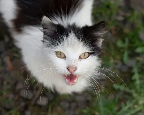 Gato miando muito pode ser dor? clínica veterinária 24h