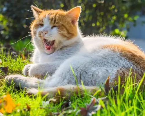 Meu gato está miando muito: o que pode ser? clínica veterinária 24h