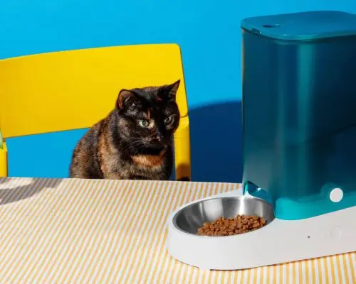 Gato não come ração: O que fazer? clínica veterinária 24h
