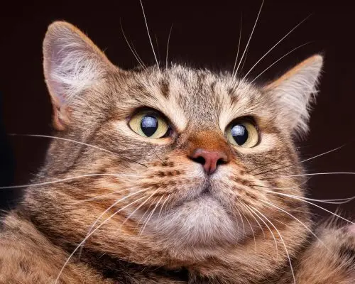 Gato obeso: Cuidados e tratamentos essenciais para o seu felino, clínica veterinária 24h
