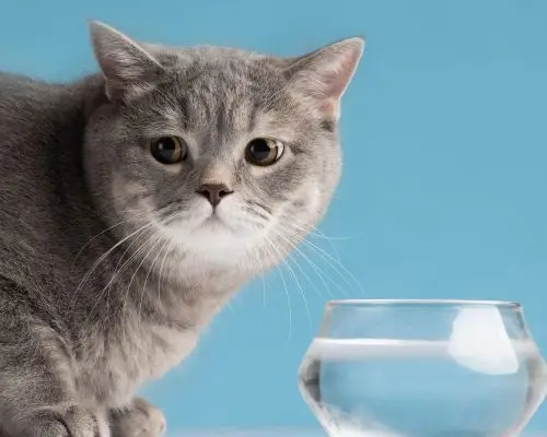 Meu gato parou de beber água: o que fazer? clínica veterinária 24h