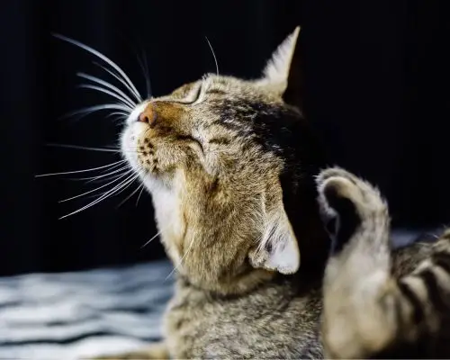 Gato com pulgas: como identificar e tratar? clínica veterinária 24h