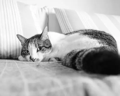 Meu gato parou de comer: o que pode ser? clínica veterinária 24h