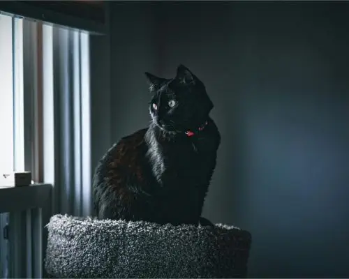 Meu gato está urinando pouco: o que pode ser? clínica veterinária 24h
