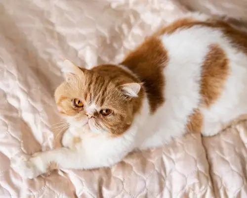Gravidez psicologica em gata: como identificar, clínica veterinária 24h