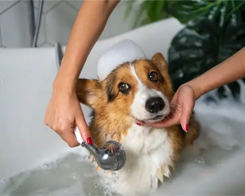 Cuidados com a higiene íntima do pet, clínica veterinária 24h
