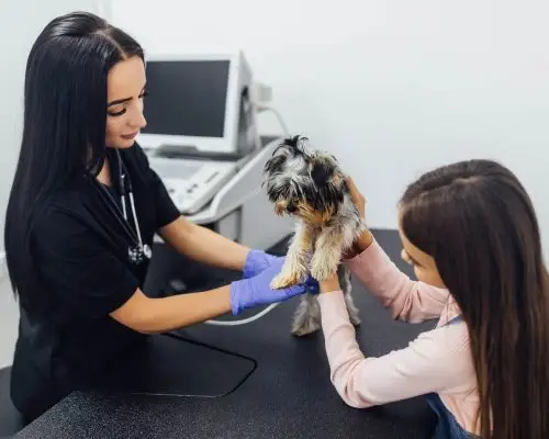 Diferença entre clínica, hospital e pronto-socorro veterinário, clínica veterinária 24h