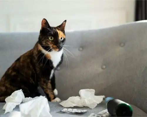 Posso dar ibuprofeno para gato?