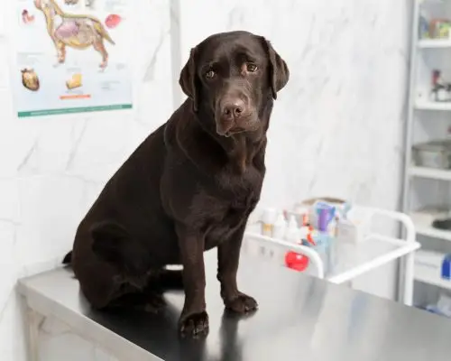 Insuficiência renal em cães: Como cuidar, clínica veterinária 24h