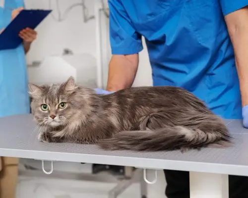 Insuficiência renal em gatos: Como cuidar, clínica veterinária 24h