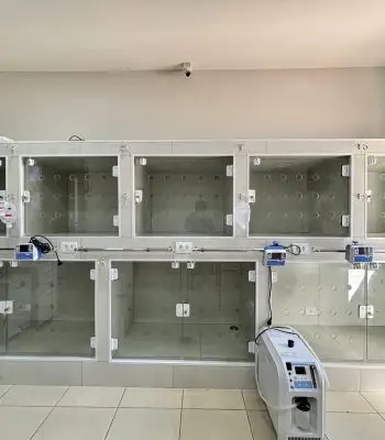 internamento-exclusivo-caes-24-horas-vetopet-clinica-veterinaria-scaled.jpg
