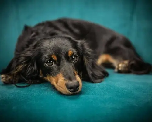 O que é leishmaniose e como proteger meu pet? clínica veterinária 24h